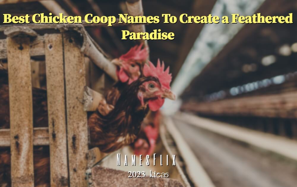 Chicken Coop Names