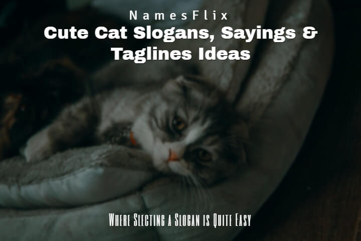 Cat Slogans