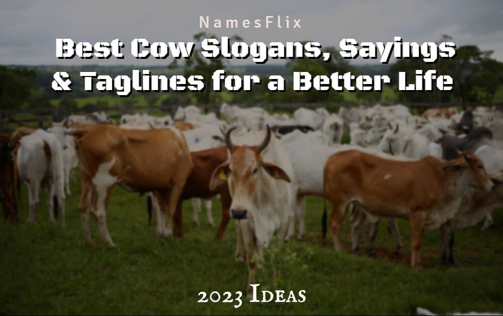 Cow Slogans