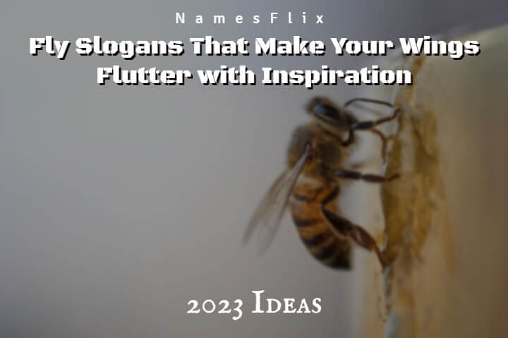 Fly Slogans
