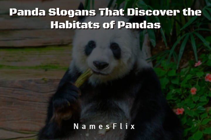 Panda Slogans