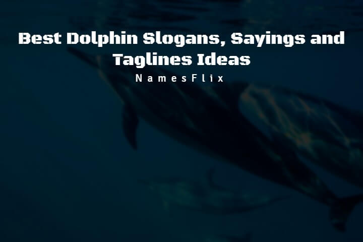 Dolphin Slogans