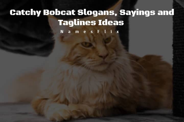 Bobcat Slogans