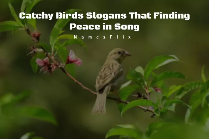 Birds Slogans